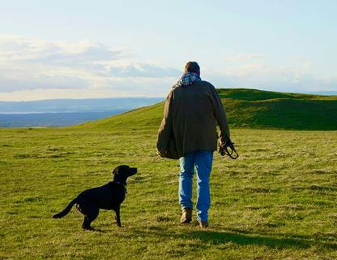 A person and a black dog walk across a bright green field towards rolling hills under a blue sky.