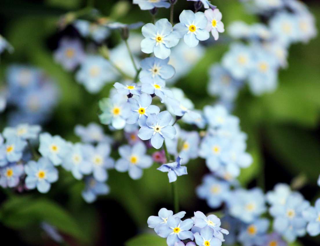 Close-up of numerous light blue flowers with bright yellow centers, likely forget-me-nots, against a soft green background.