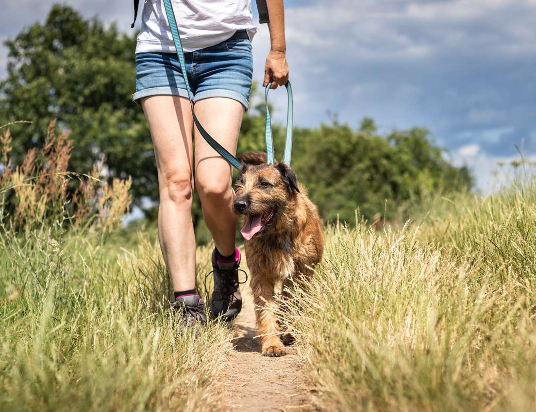 A person walks a shaggy brown dog on a leash down a sunlit dirt path through tall grass, with trees and a cloudy sky in the b