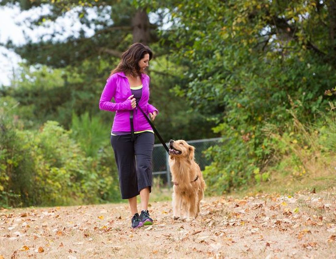A woman in a purple jacket walks a happy golden retriever on a leaf-strewn path, surrounded by trees and greenery.