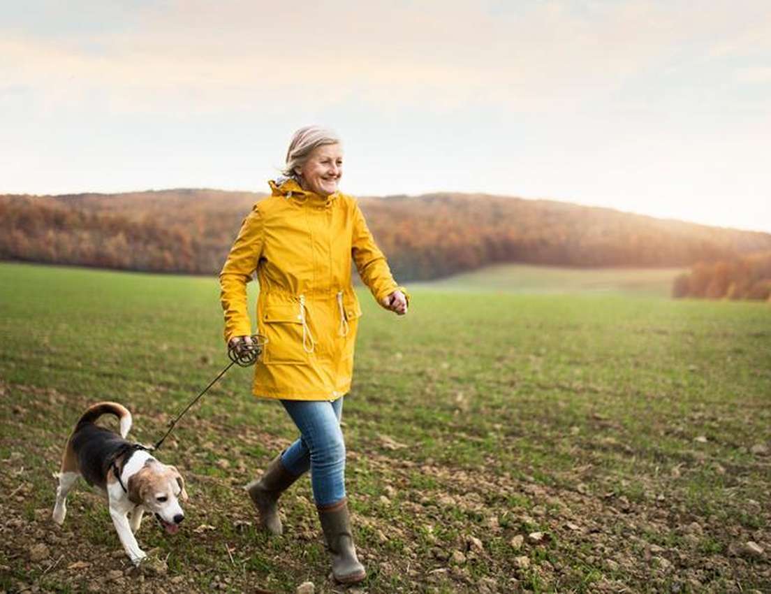 A smiling older woman in a yellow jacket walks her beagle dog through a green and brown field with autumn trees in the backgr