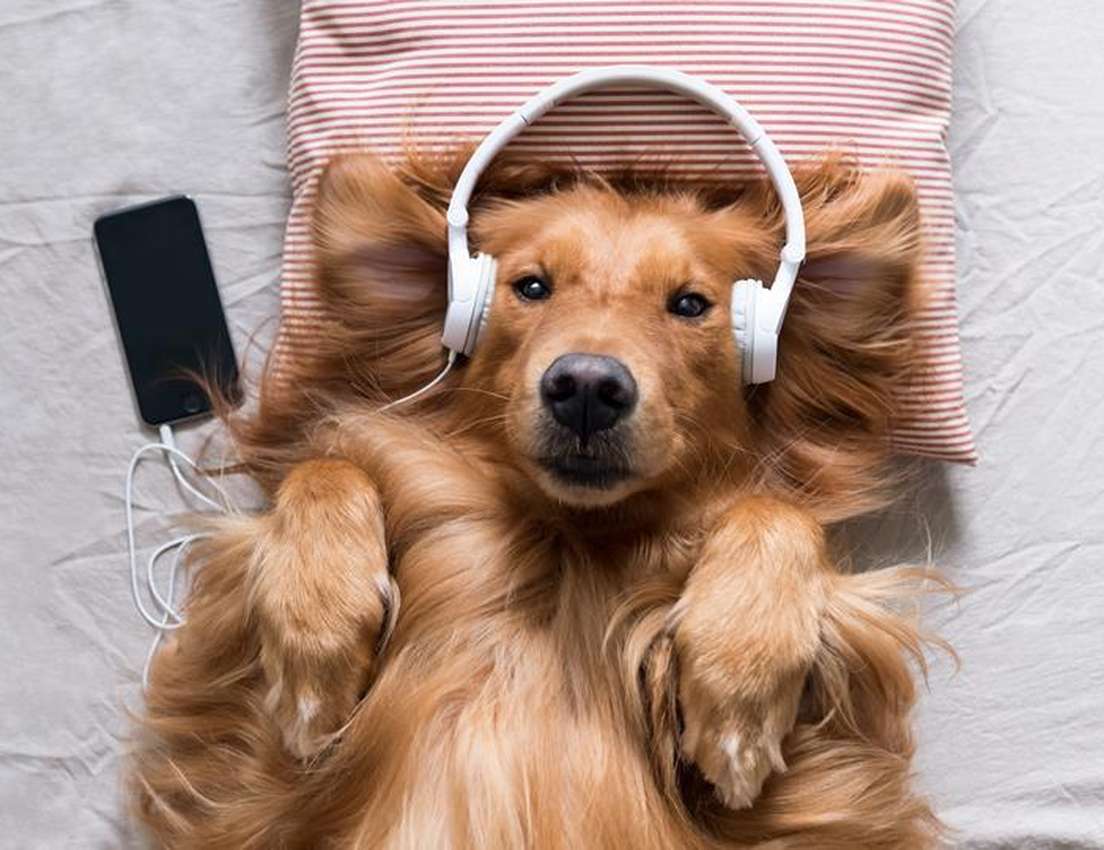 A Golden Retriever dog lies on its back on a bed, wearing white headphones connected to a smartphone beside its head.