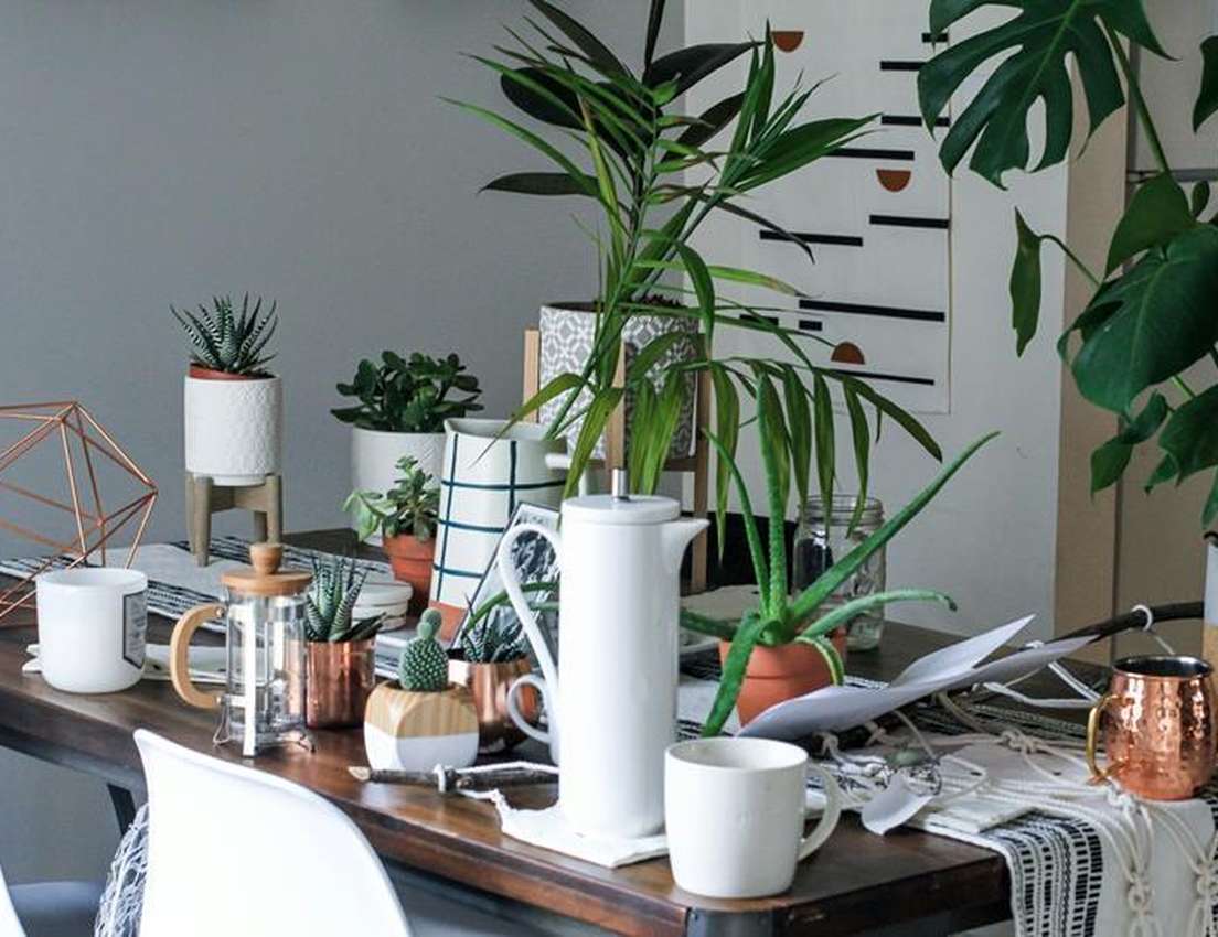 A stylish wooden table arranged with multiple potted plants like succulents, palms, and monstera, alongside coffee pots, mugs