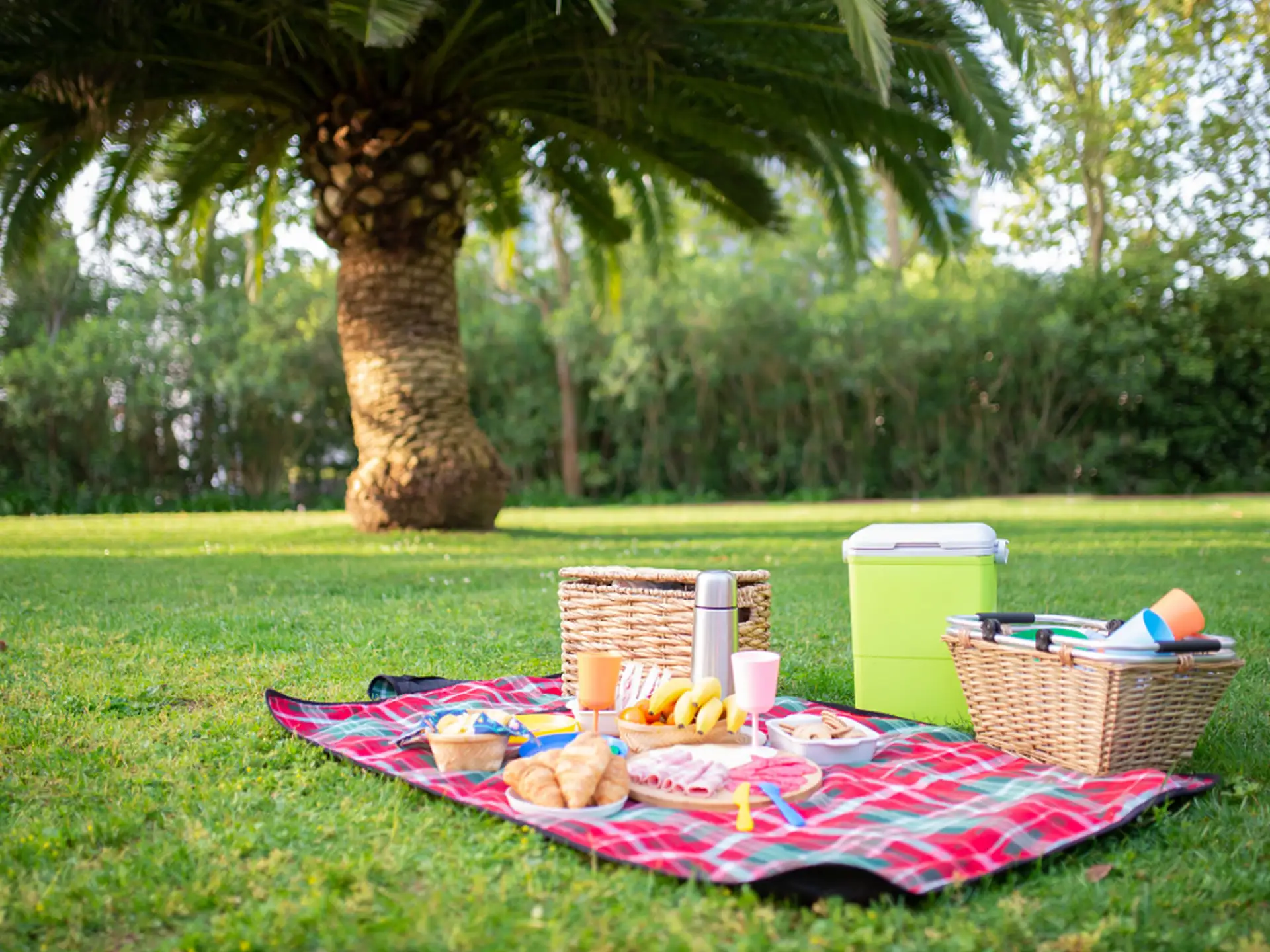 Picnic setup on a red plaid blanket with food, a thermos, and baskets on green grass, under a palm tree in a park.