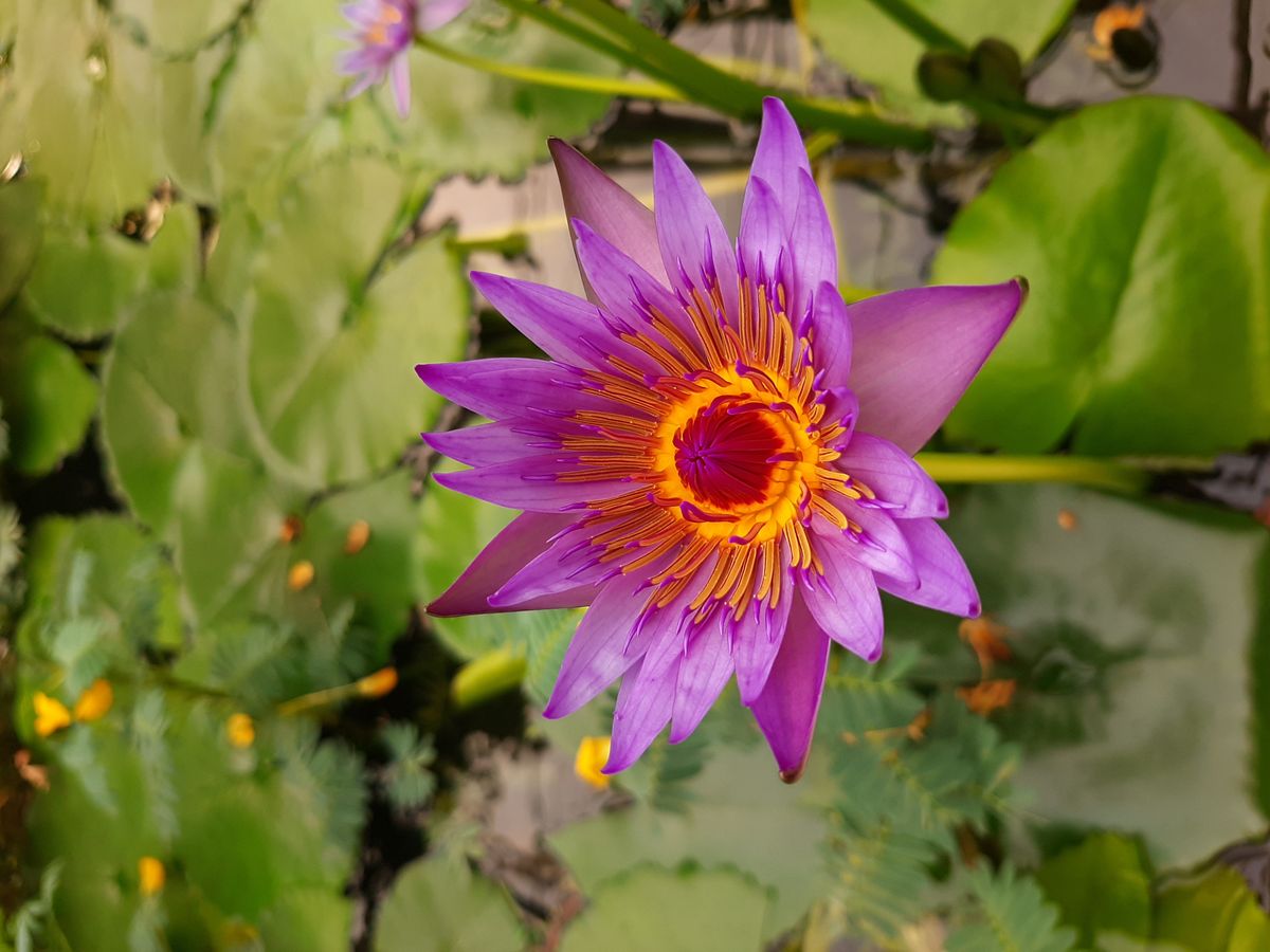 Water lily, Hévíz