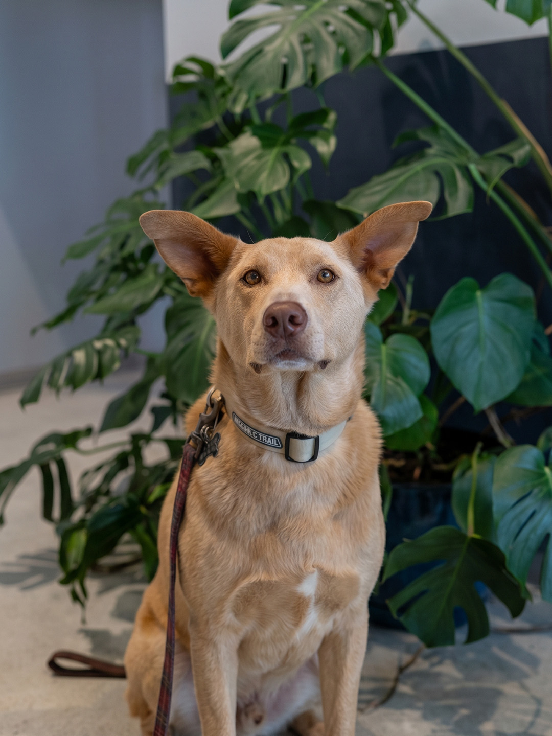 Veterinary student in clinical practice