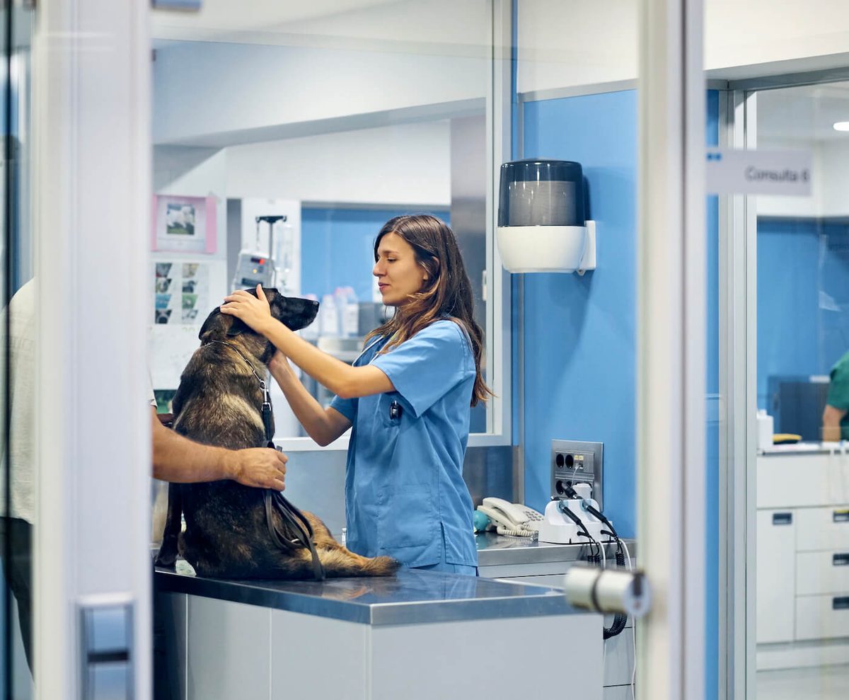 Ordonnance sécurisée vétérinaire en France: Définition & Compliance