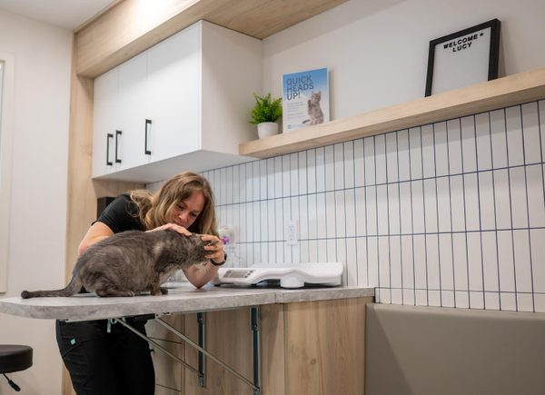 CoVet Accelerates Veterinary Support Worldwide, Showcasing Record Growth and Expanded Services