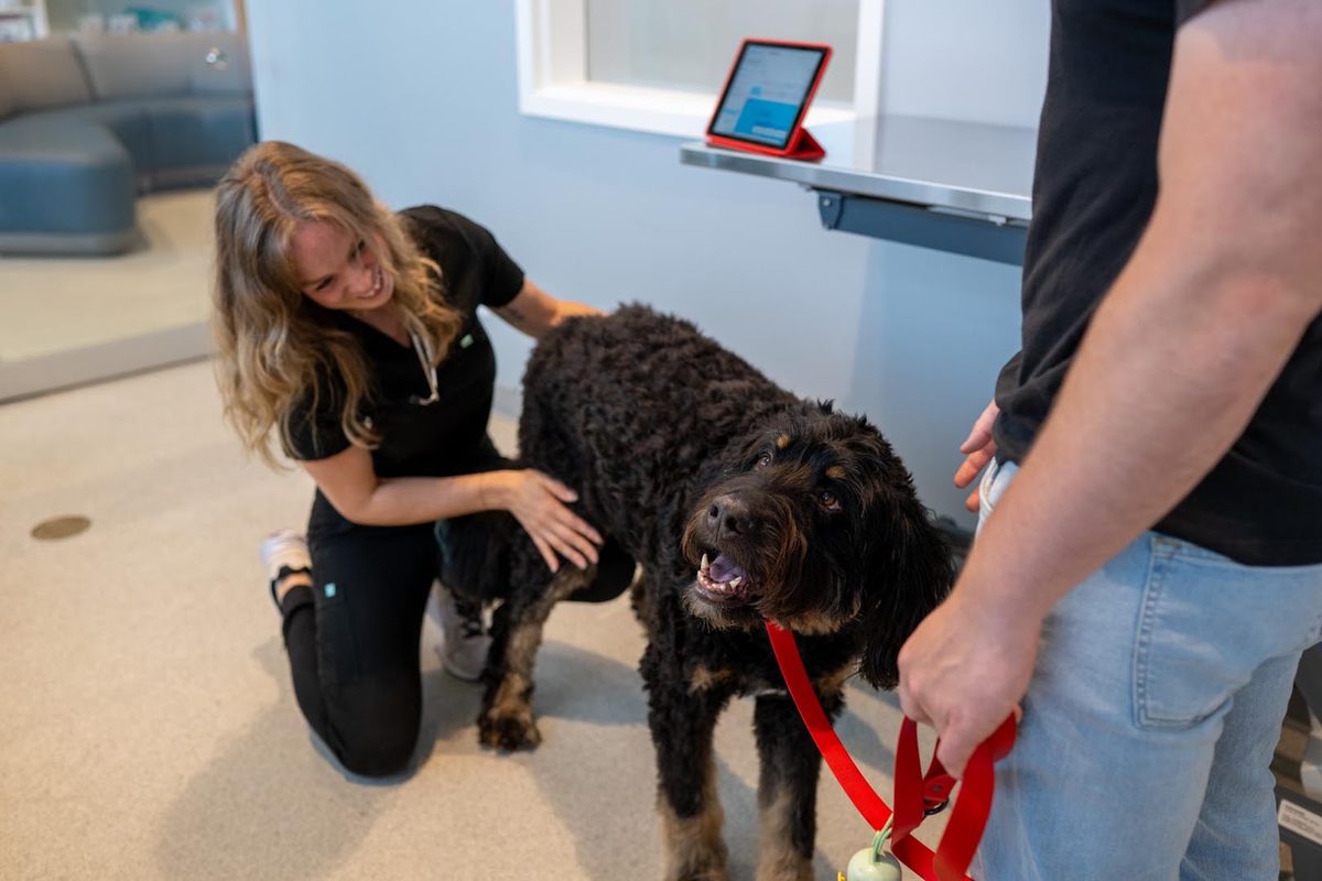 How Do Veterinary AI Scribes Help with Client Communication?