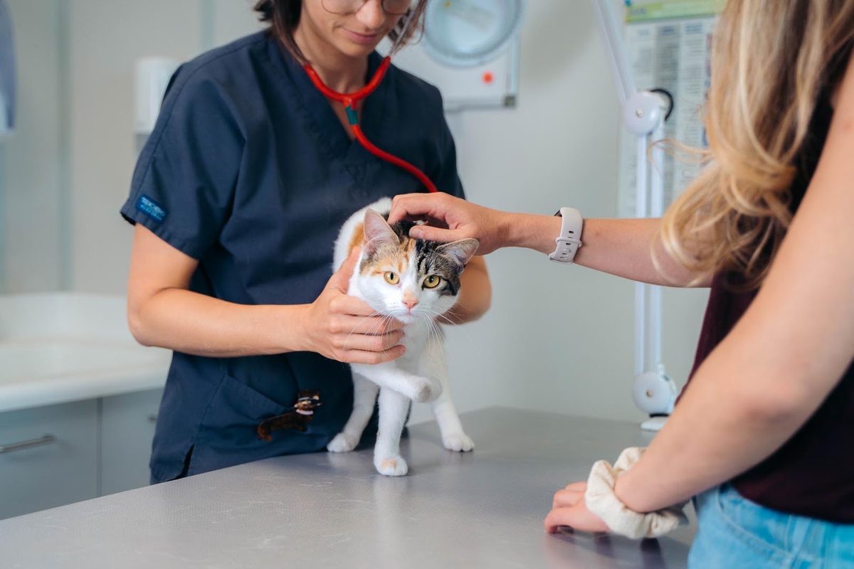 CoVet vs VetRec: A Practical Veterinary AI Scribe Comparison