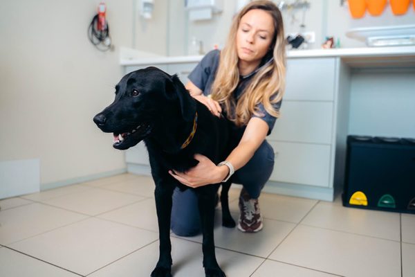 CoVet vs ScribeNote: Which Veterinary AI Platform Should You Choose?