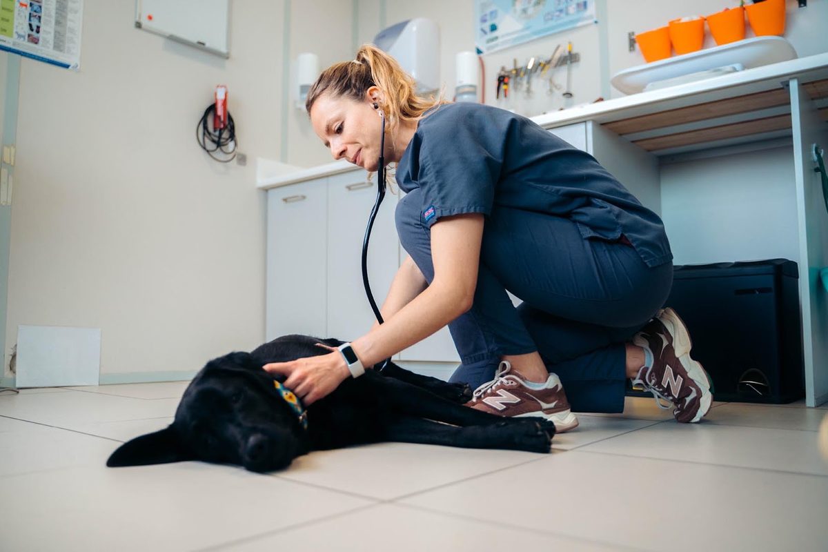 Why Veterinary Notes Fall Behind and How to Catch Up