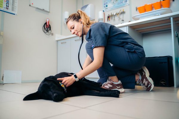 Why Veterinary Notes Fall Behind and How to Catch Up