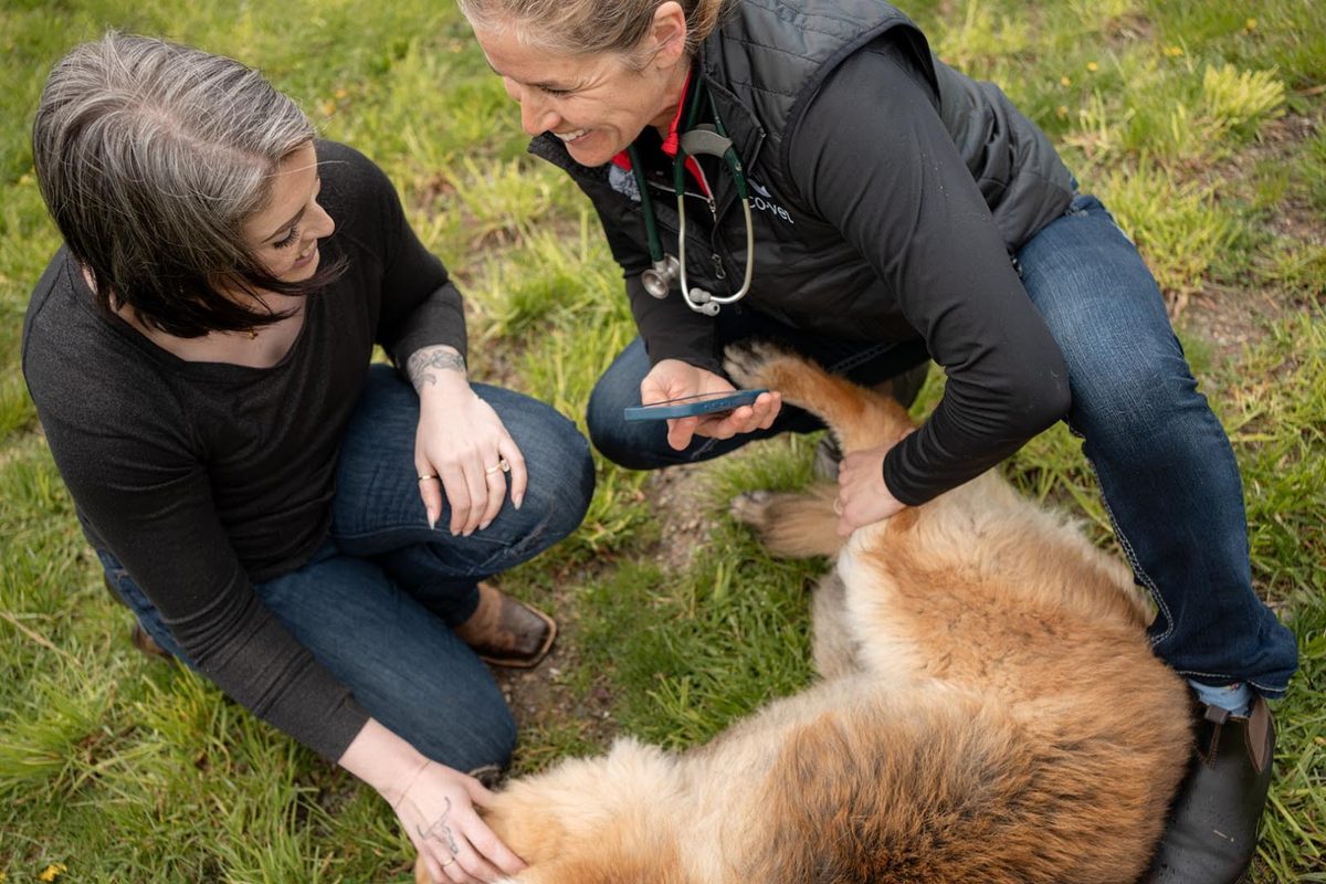 CoVet vs HappyDoc: Which Veterinary AI Scribe Fits Your Practice?