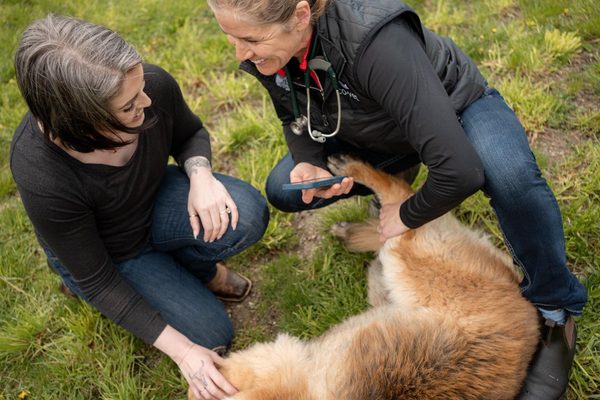 CoVet vs HappyDoc: Which Veterinary AI Scribe Fits Your Practice?
