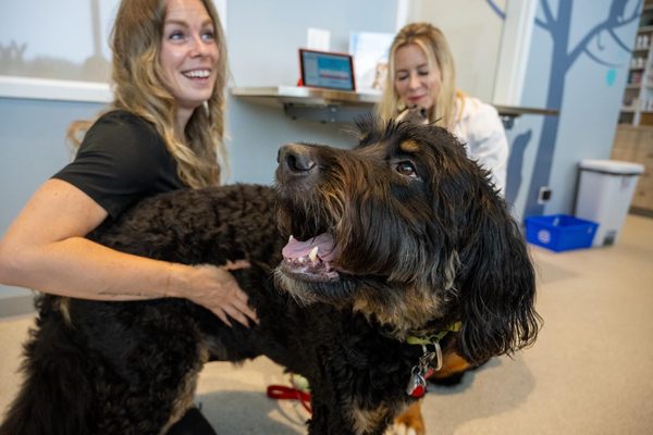 CoVet's In-House Medical Team Shares AI Predictions for Veterinary Practices in 2026