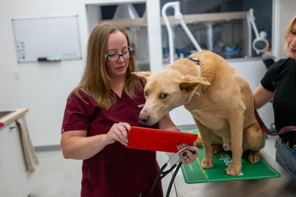 Veterinary SOP Template: Standard Operating Procedures for Animal Clinics