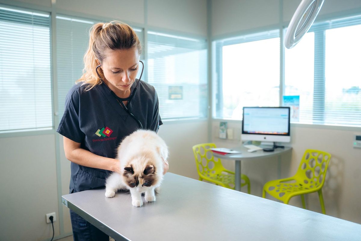 Veterinary dental charting by voice, plus a chart the owner can read