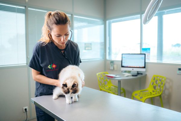 Veterinary dental charting by voice, plus a chart the owner can read