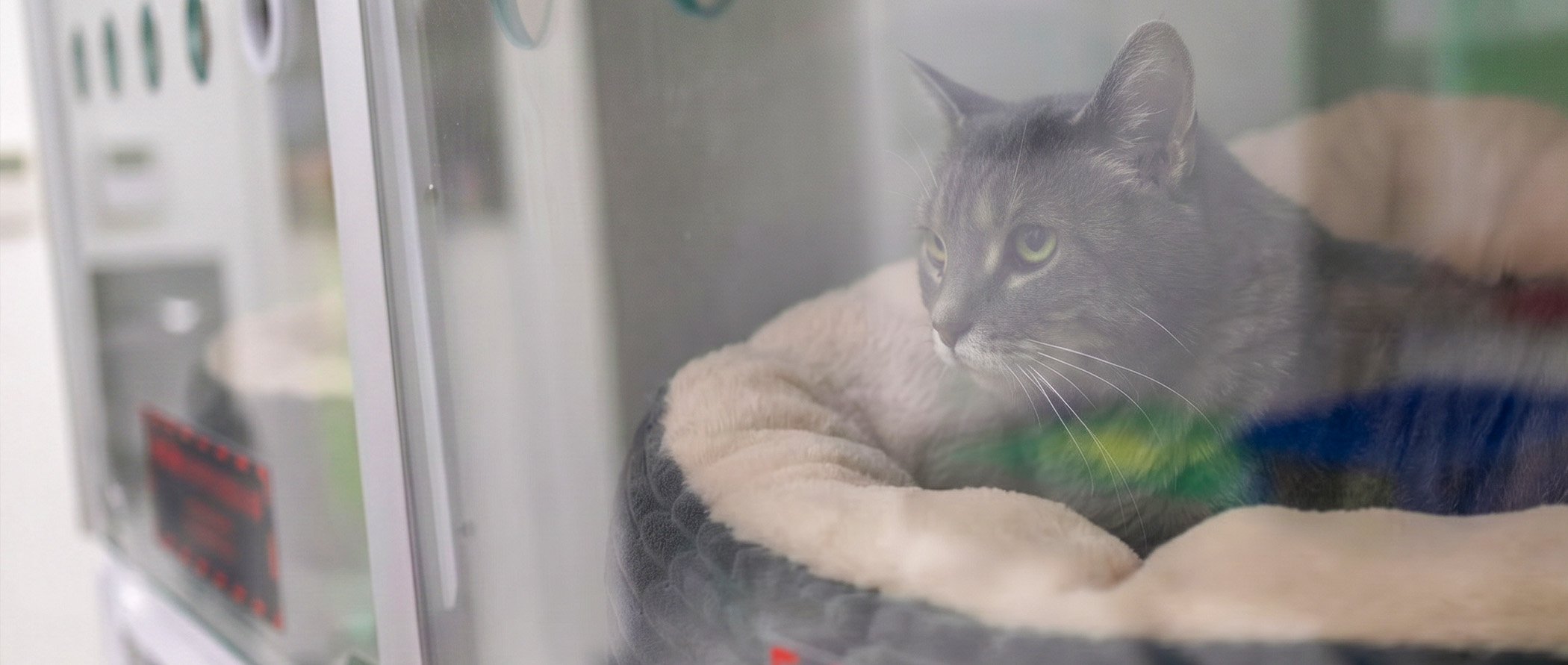 Emergency and urgent care veterinary team