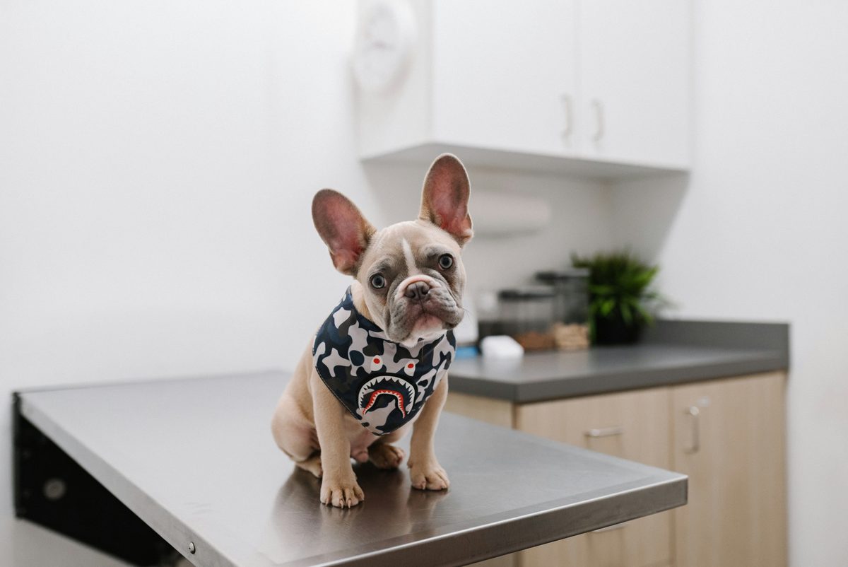 Veterinary prescription template for consistent medication records