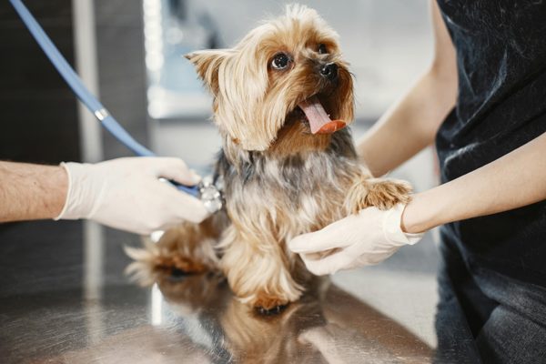 Cloud-based veterinary software: A guide for 2026