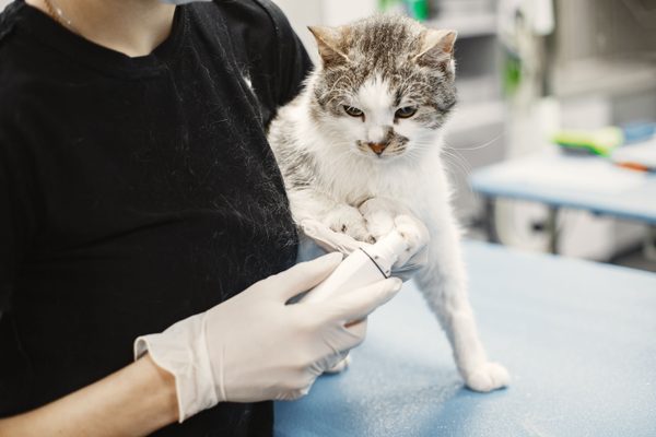 Veterinary ultrasound report template for structured sonographic documentation