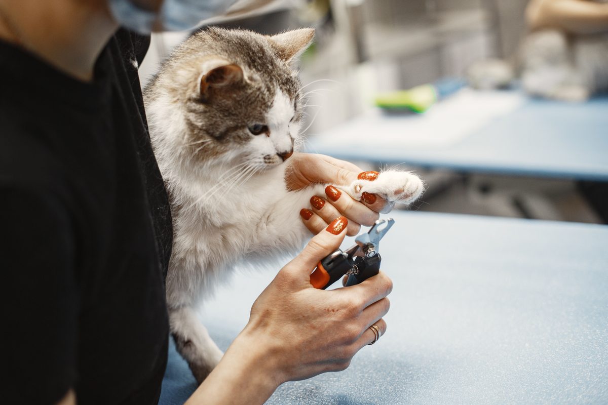 Guide HAS-CNIL sur l’IA : ce que les cliniques vétérinaires doivent faire en pratique