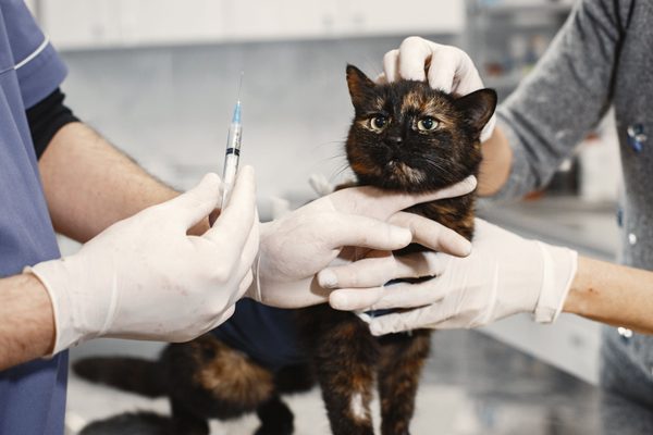 Veterinary nursing care plan template for RVNs