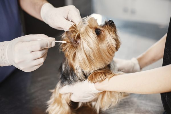 Veterinary templates: The complete library of vet templates