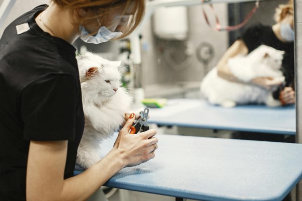Modèle de compte rendu de consultation vétérinaire : gratuit et personnalisable