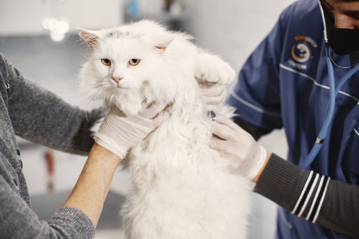 Compte rendu de consultation pour chat : modèle vétérinaire prêt à dicter