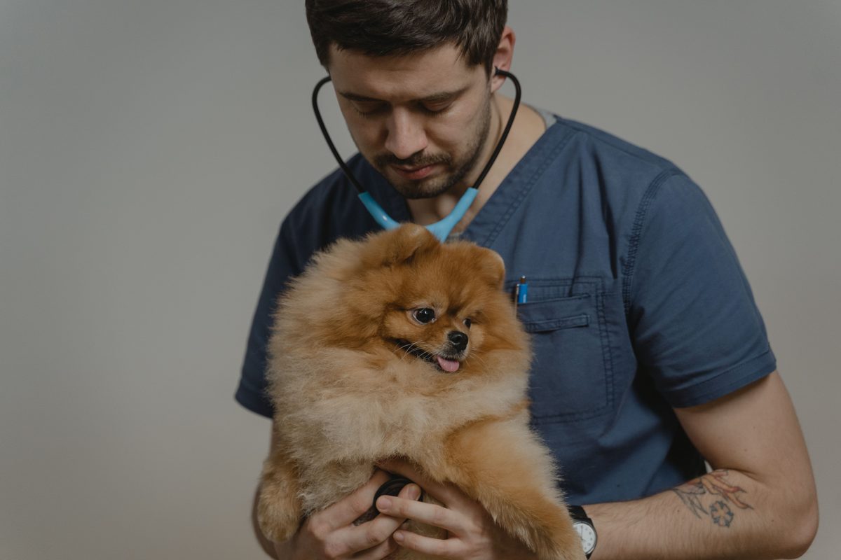 Veterinary anesthesia discharge instructions template
