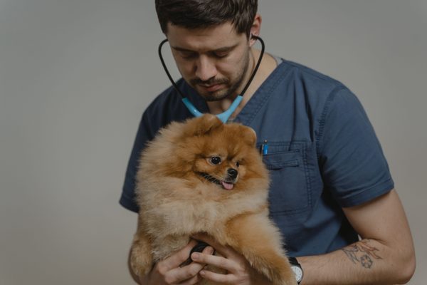 Veterinary anesthesia discharge instructions template