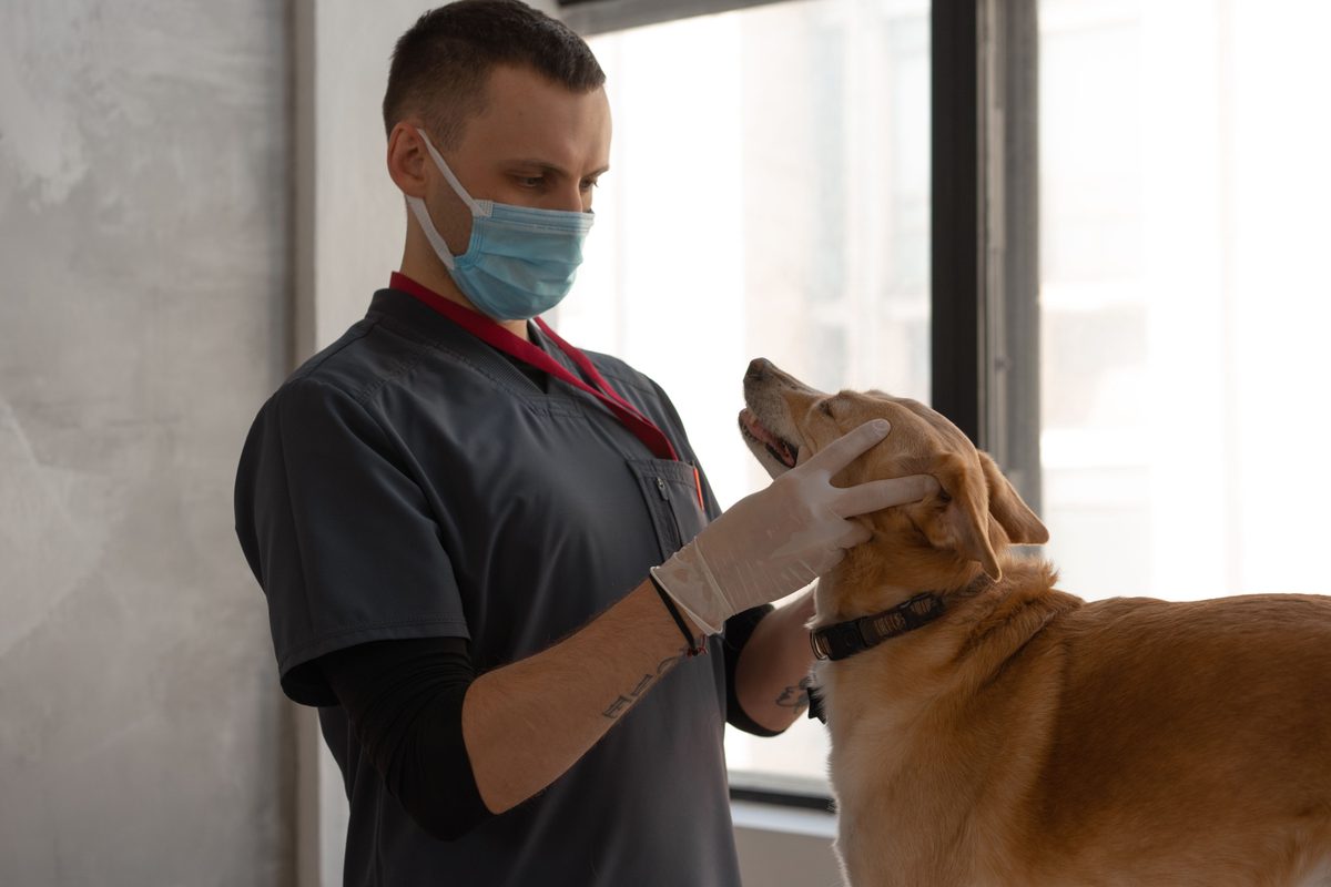 Canine dental chart template: Complete guide to canine dental charting
