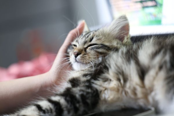 Veterinary CPR record template: free cardiac arrest documentation