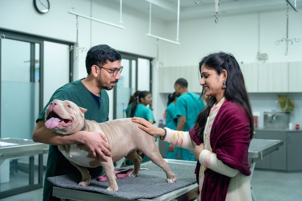 Veterinary exam template: Downloadable guide for clinics