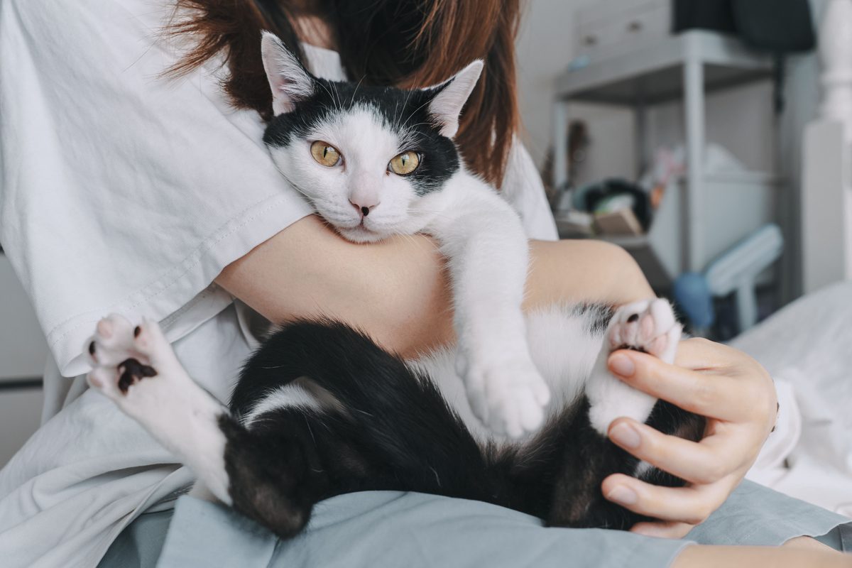Veterinary referral letter template: what to include