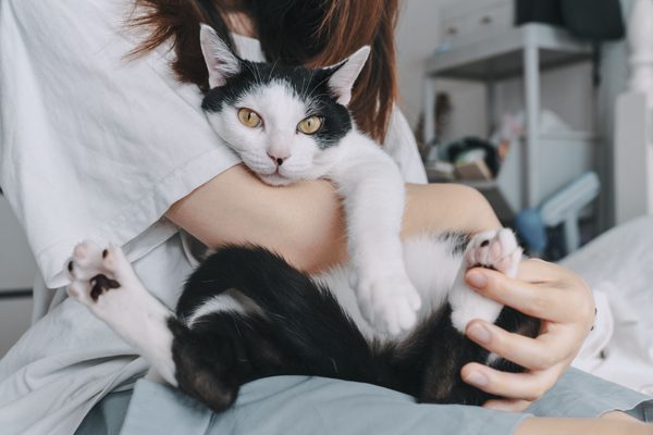 Veterinary referral letter template: what to include