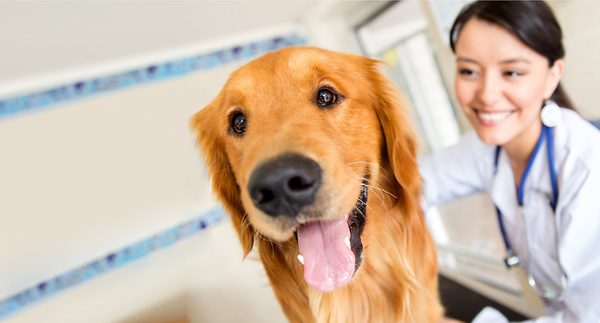 Veterinary software comparison: top tools for 2026
