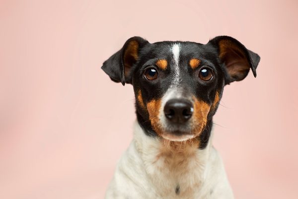 Veterinary AI Scribe: A Complete Buying Guide for 2026