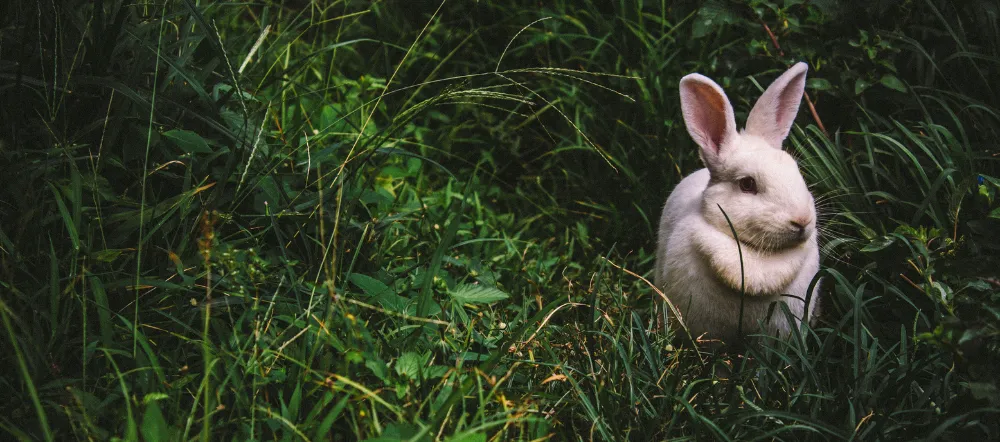 White rabbit in grass