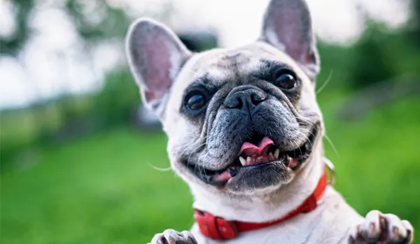 PetPlan and TAP London