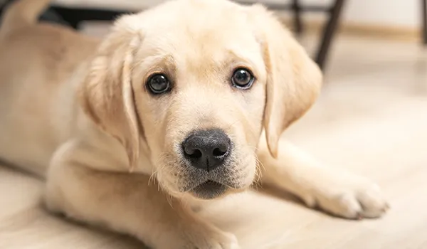 Guide Dogs und Euler