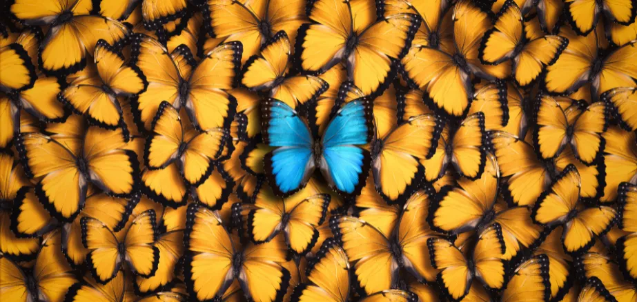 Blue butterfly standing out in group of yellow butterflies