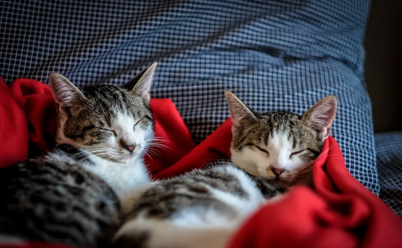 Cats Protection and Wood for Trees