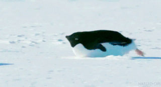 sliding-penguin