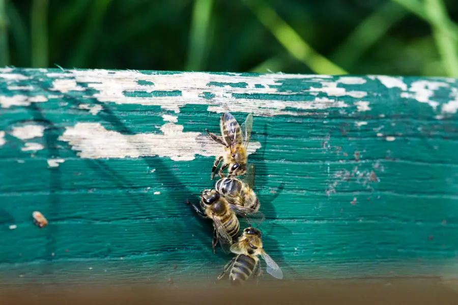 Wenn Bienen für die Birnen schwärmen