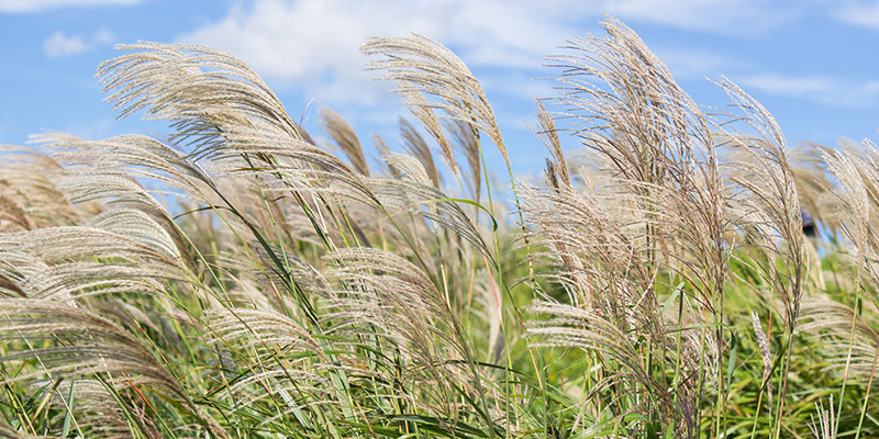 Miscanthus-Ernte oder „die Elefantenrunde“