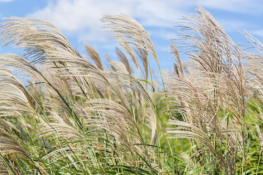 Miscanthus-Ernte oder „die Elefantenrunde“